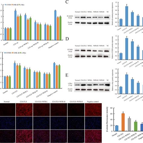 WFR inhibits the activation of Wnt β catenin signaling pathway RT qPCR