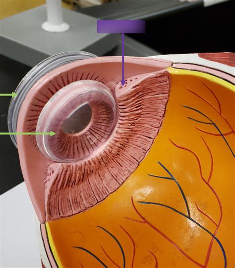 Eye Model Cross Section Superolateral View Diagram Quizlet