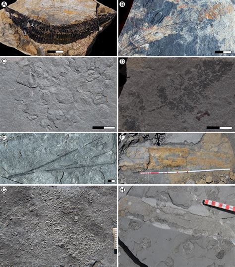 Field photographs of fossils from beds 3 and 4, 2014 excavation. A, The ...