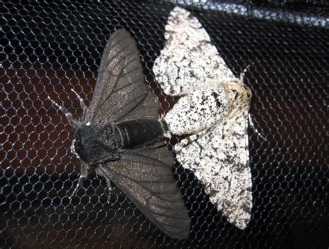 Moth Mutation Explains Classic Example of Evolution | WIRED