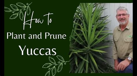 How To Prune And Plant Yuccas Youtube