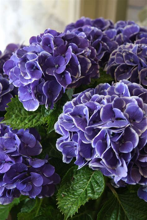 Фиолетовые Домашние Цветы Фото С Названиями — Картинки фотографии