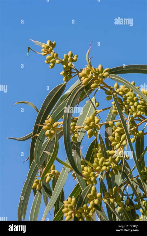 Narrow Leaved Willow Elaeagnus Angustifolia Fruits Egypt Stock