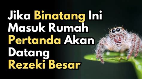 ANDA BERUNTUNG SEUMUR HIDUP Jika Ada 15 Hewan Ini Memasuki Rumah