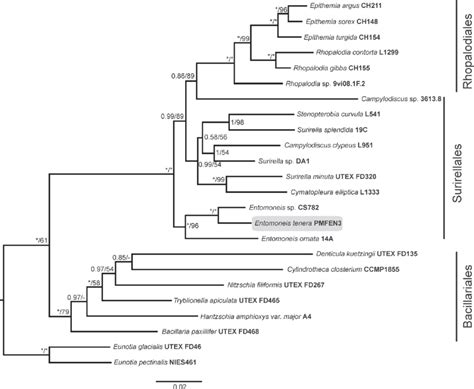 Maximum Likelihood Phylogram Inferred From A Concatenated Dataset Of