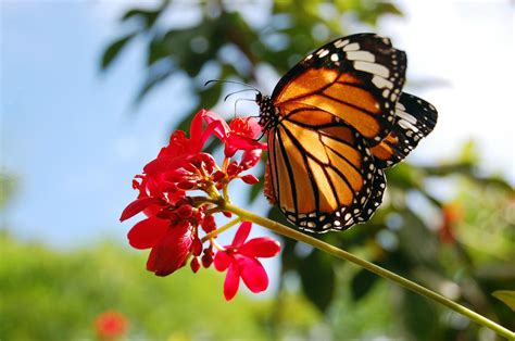 Características Alimentación Y Sorprendente Migración De La Mariposa