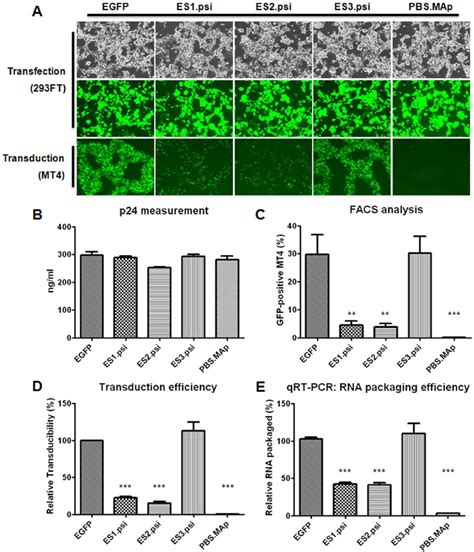 Transduction Efficiency And Rna Packaging Of Various Lentiviral