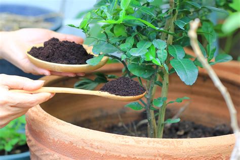 Formas De Preparar Fertilizantes Caseros Para Tus Plantas Armony