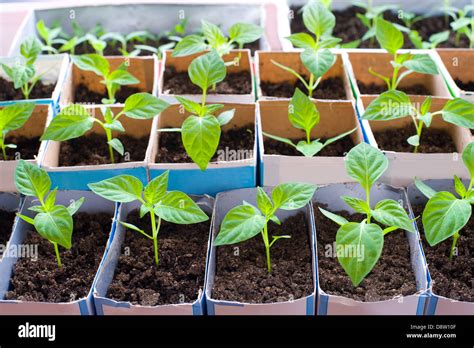 Bell Pepper Seedlings Stock Photo Alamy
