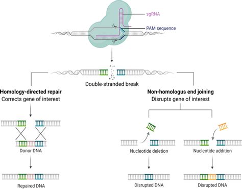 Crispr Cas9 Knock In