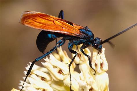 Tarantula Hawk Wasp ©gene Hanson Tarantula Tarantula Hawk Tarantula Hawk Wasp Tarantula