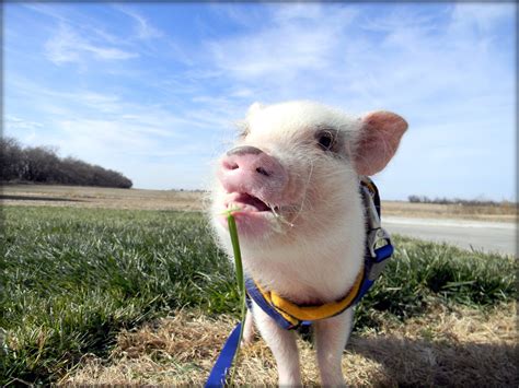 The Importance of a Mini Pig Community | Life with a Mini Pig