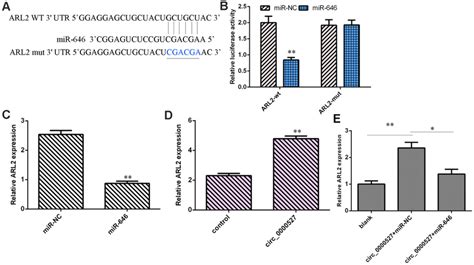 Arl2 Was A Target Gene Of Mir 646 A As Predicted By Targetscan Arl2