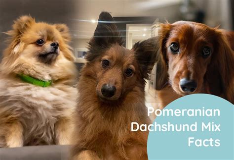 Dachshund Mix With Pomeranian Breed Facts - Weary Panda