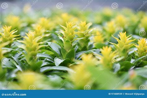 Bromeliad Yellow Stock Image Image Of Interior Blossom 97488939