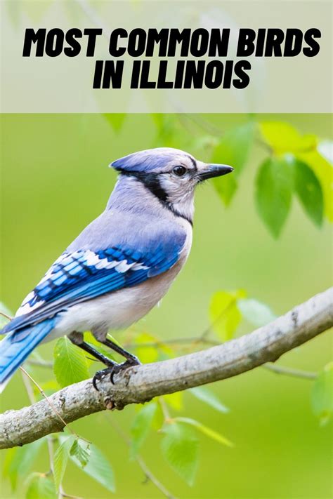 15 Common Birds In Illinois With Pictures