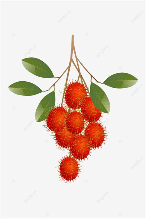 Gambar Rambutan Merah Dengan Ranting Dan Daun Di Latar Belakang Putih