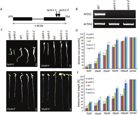 Phenotypes Of Seedlings Of Ap2c1 And Cipk9 Null Mutants On K