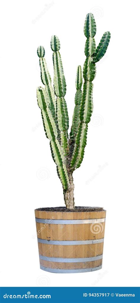 Cactus On White Background Stock Image Image Of Ceramic 94357917