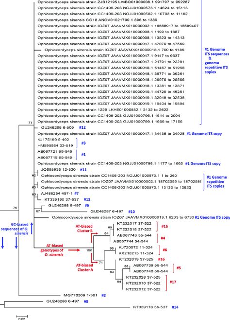 A Maximum Likelihood Ml Phylogenetic Tree The Ml Tree Was Inferred