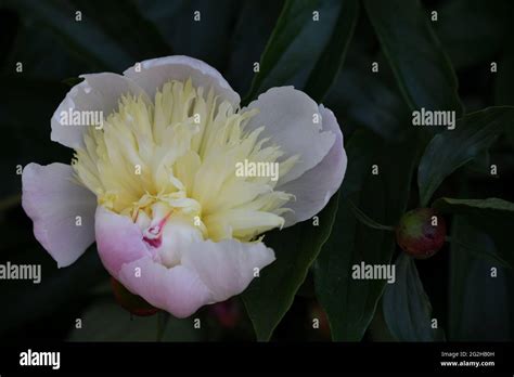 Paeonia Krautige Hi Res Stock Photography And Images Alamy