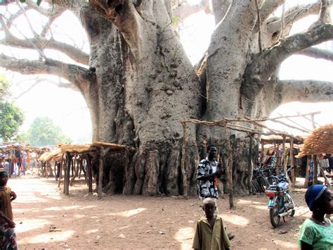 Pessimist Incarnate The Magnificent Baobab Tree