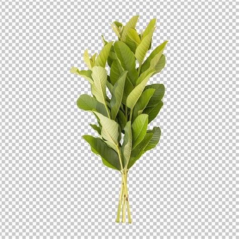 Premium Psd Fresh Green Guava Leaves Branch Isolated Rendering