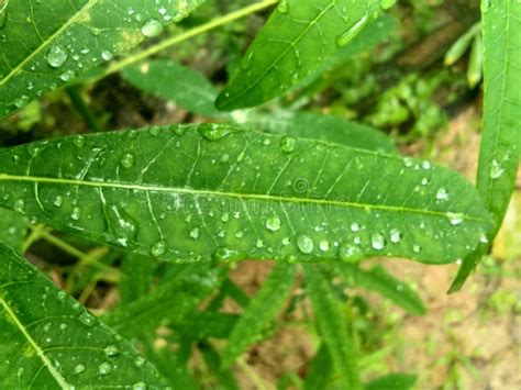 Water On The Cassava Leaf Stock Photo Image Of Singkong 153379504