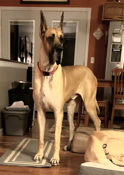 Great Dane Puppies Indiana Ckc Great Dane Puppies For Sale In Bedford