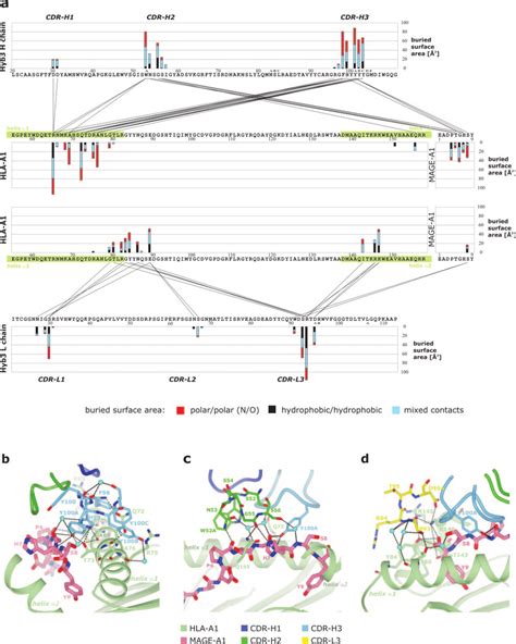 Interaction Of The Hla A Mage A Complex With Hyb A Linkage Plot