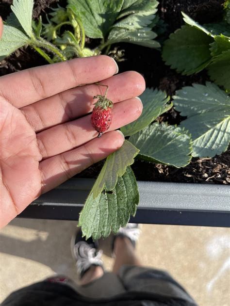 New strawberry plant has small strawberries like this. They don’t taste ...