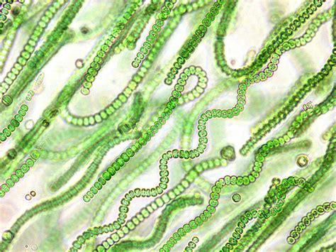 Cyanobacteria Microscopic Photography Photosynthesis Bio Art