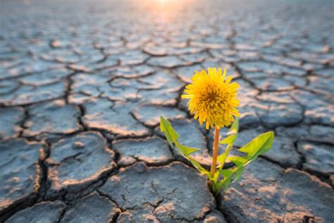 Quelles plantes résistent le mieux à la sécheresse