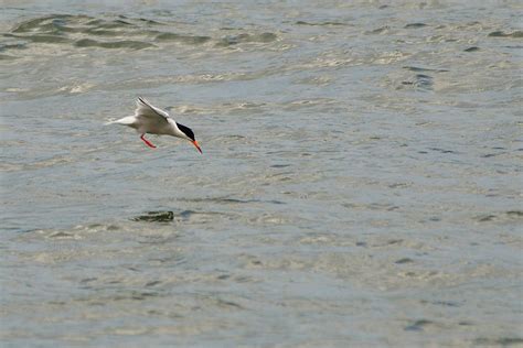 粉紅燕鷗 紅燕鷗 Roseate Tern Sterna dougallii Jeffreycfy Flickr