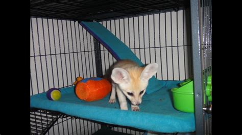 Baby Fennec Fox Exploring The New Home Youtube