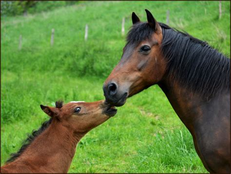 Photo Poulini Re Association Du New Forest Et New Forest De Croisement