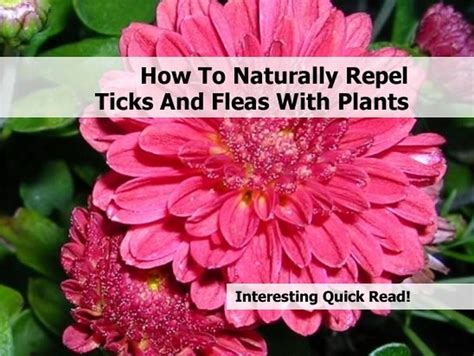 How To Naturally Repel Ticks And Fleas With Plants