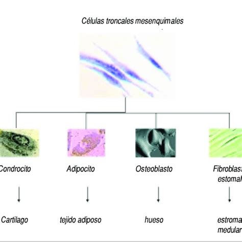 Microfotografías de cultivos de células troncales mesenquimales de