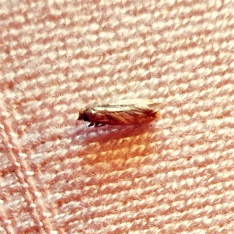 Getting Rid of Carpet Moths - Country Life Pest Control