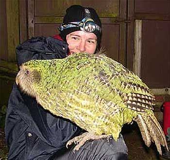 Kakapo (New Zealand) | Kakapo parrot, Kakapo, Pet birds