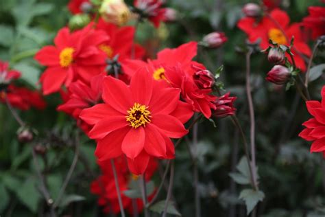 Dahlia Varieties To Grow In Your Garden Hgtv