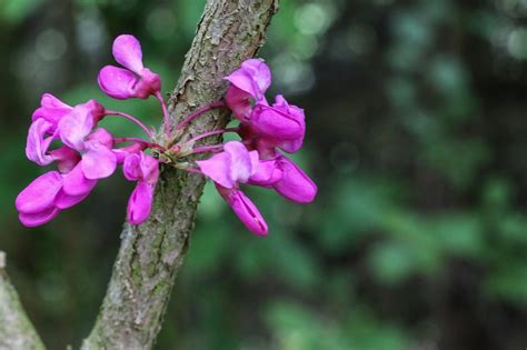 Graines de Cercis siliquastrum Arbre de Judée Boutique Végétale