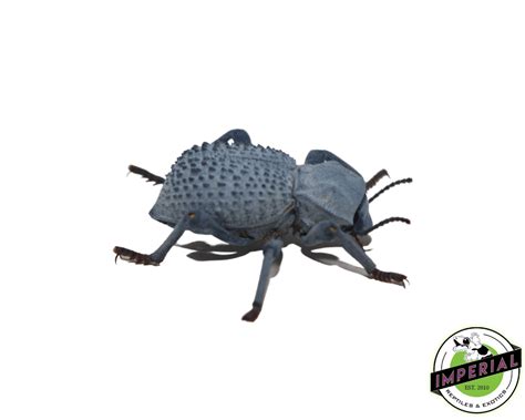 Blue Death Feigning Beetle For Sale Imperial Reptiles Imperial