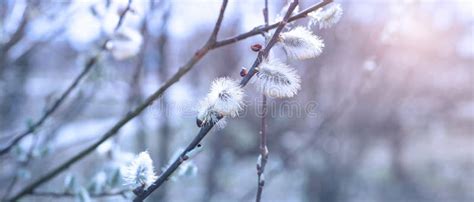Natural Spring Background With Pussy Willow Branch With Catkins Stock Image Image Of Botany