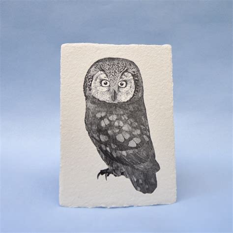 Boreal owl | Labora