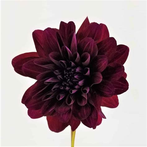 Dahlia - Burgundy - Wholesale Bulk Flowers - Cascade Floral