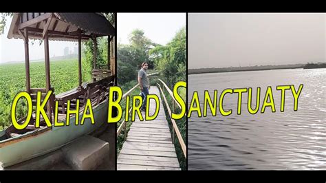 A Day In Okhla Bird Sanctuary Noida Oklha Bird Sanctuary Bird