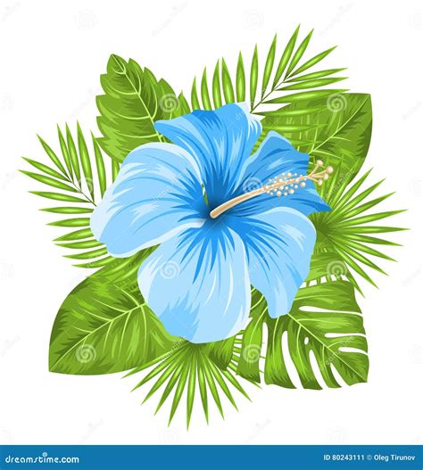 El Hibisco Azul Hermoso Florece El Flor Y Las Hojas Tropicales