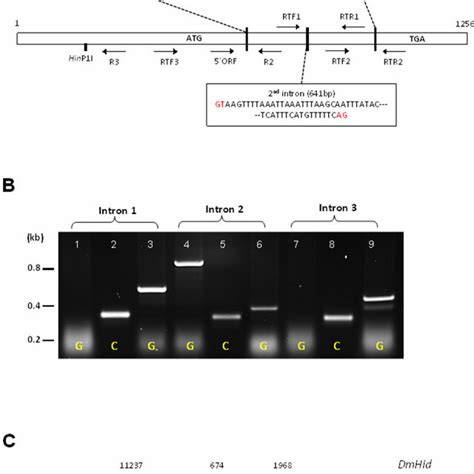 Genomic Organization Of Mshid A Schematic Diagram Of Exon Intron Download Scientific Diagram