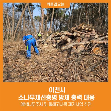 위클리오늘 이천시 소나무재선충병 방제 총력 대응